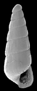 Eulimella&nbsp;cossignaniorum